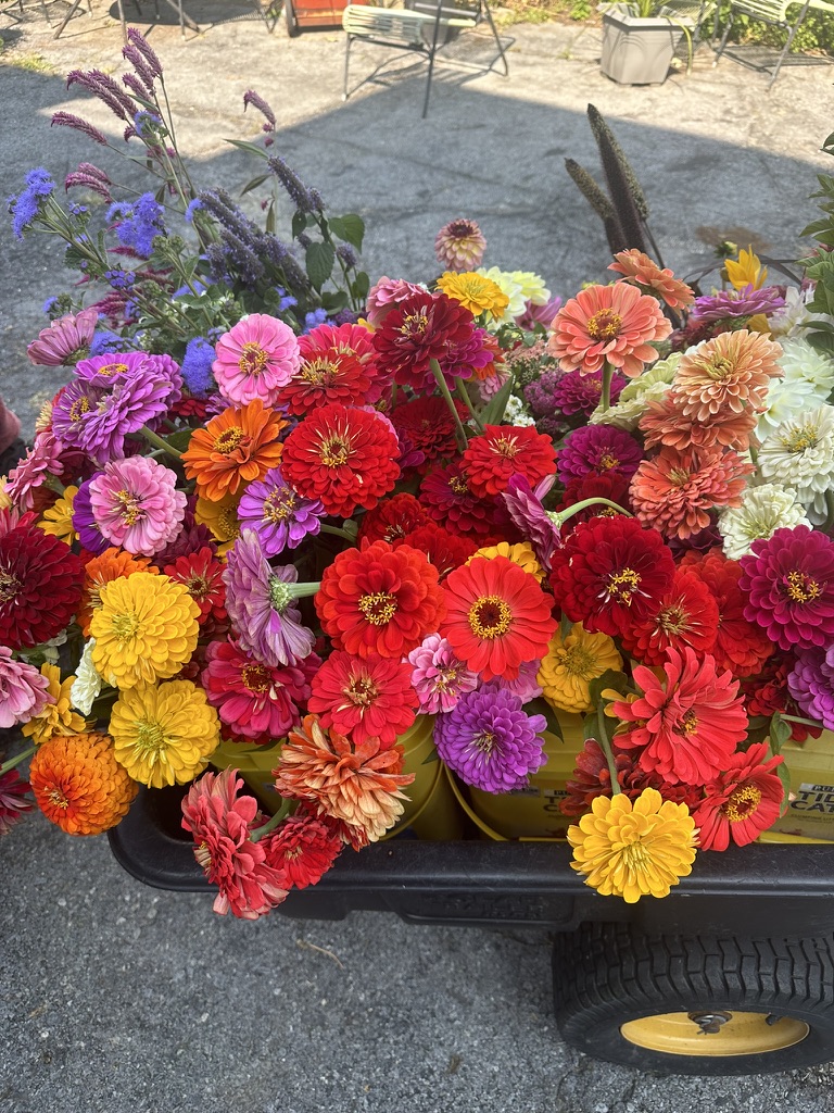 Dahliahs lined up in a cart
